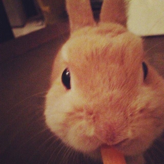 ニンジンうまうま^ - ^