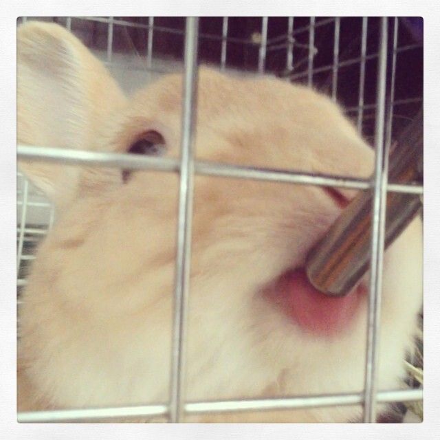 みるく