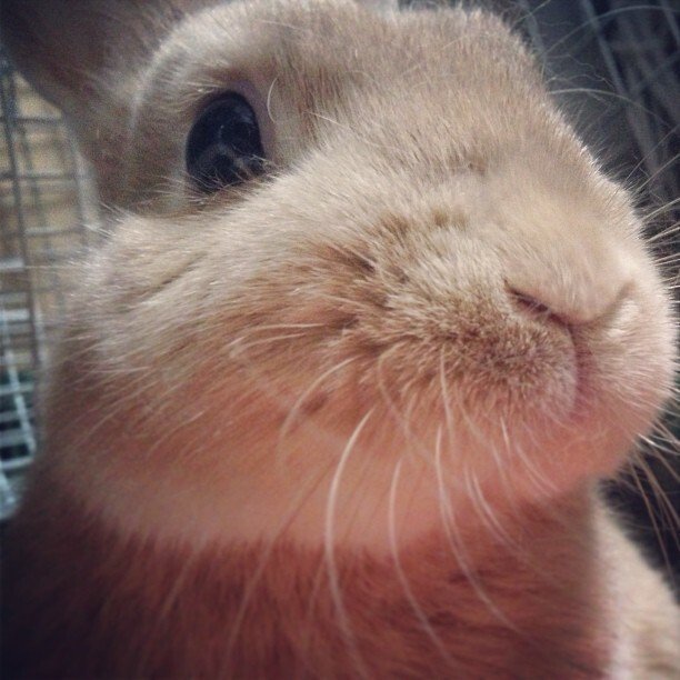 あけまして、お目々がでかいみるくです。今頃換毛期でカンナムスタイルです。2013年もよろしくぱみゅぱみゅ。