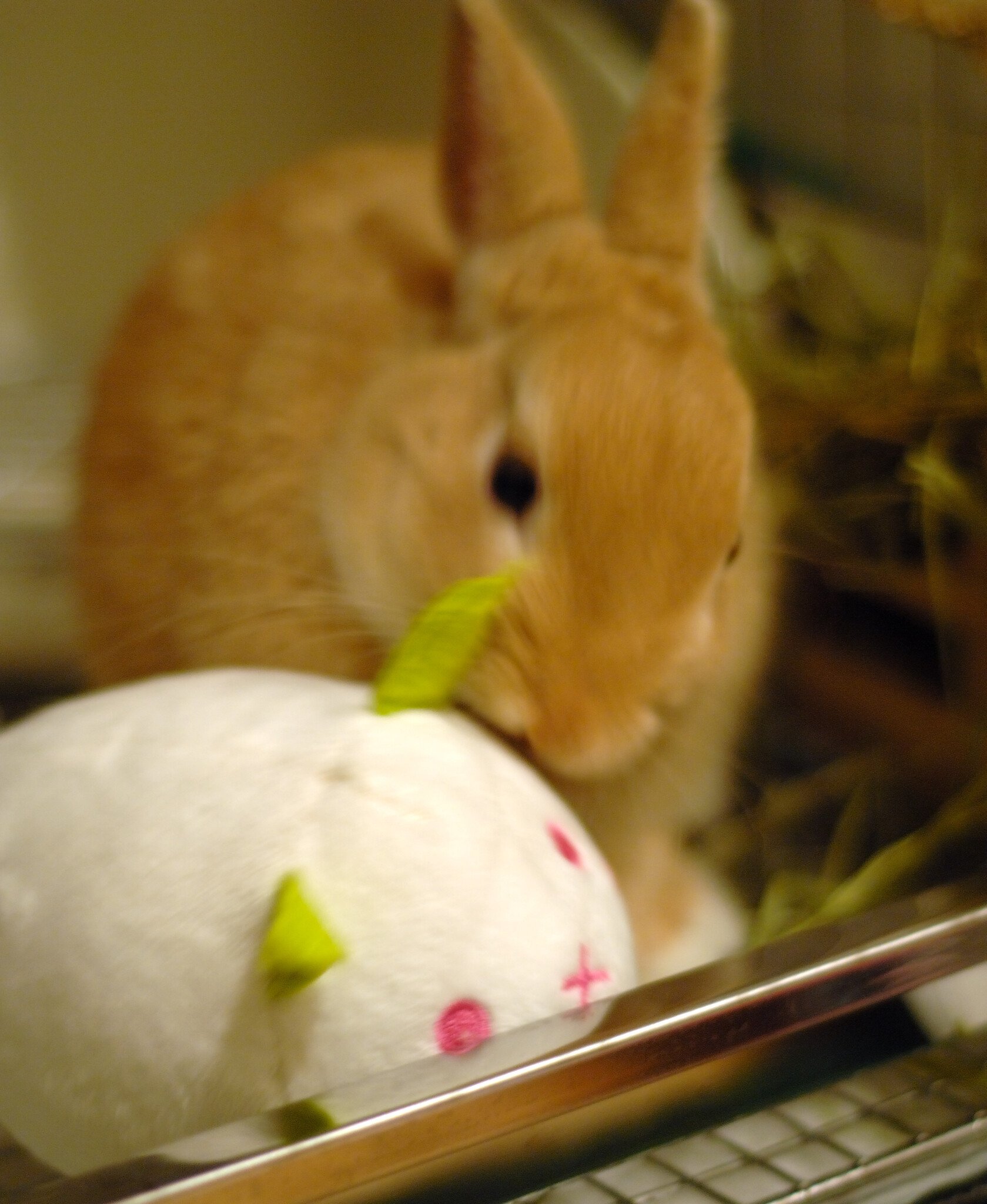 ネザーランドドワーフ みるくの写真 - dsc_0059.jpg