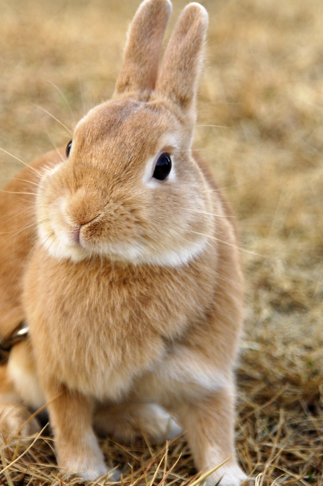 ネザーランドドワーフ みるくの写真 - dsc_0067.jpg