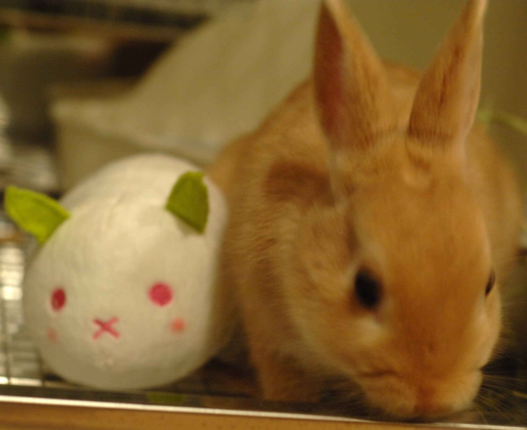 ネザーランドドワーフ みるくの写真 - dsc_0069.jpg