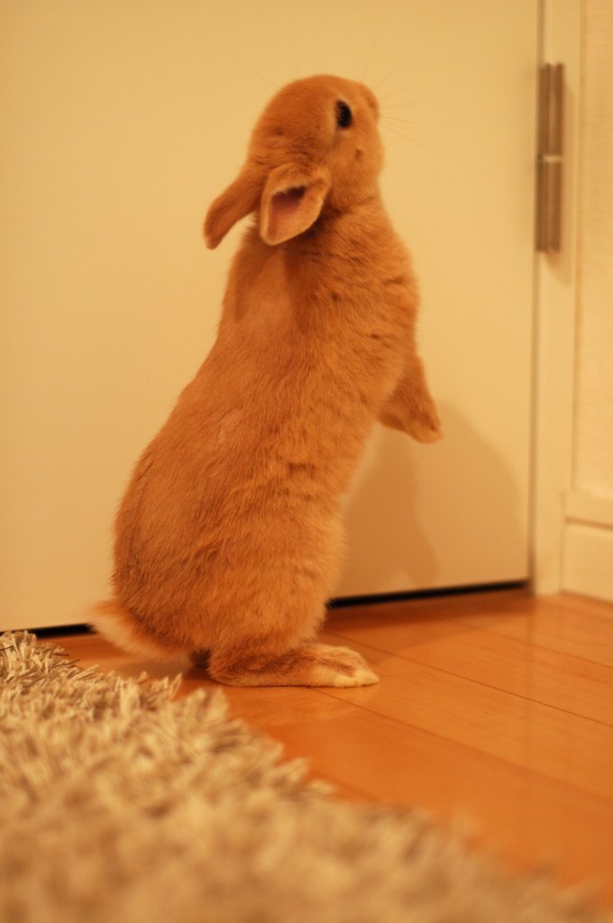 ネザーランドドワーフ みるくの写真 - dsc_8249.jpg