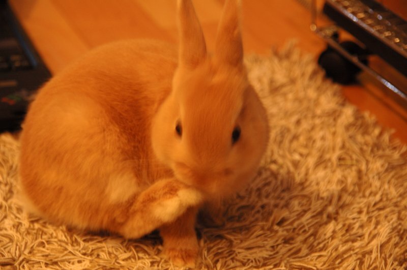 ネザーランドドワーフ みるくの写真 - dsc_8424.jpg