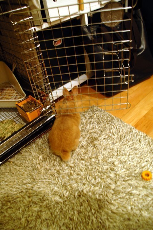 ネザーランドドワーフ みるくの写真 - dsc_8586.jpg