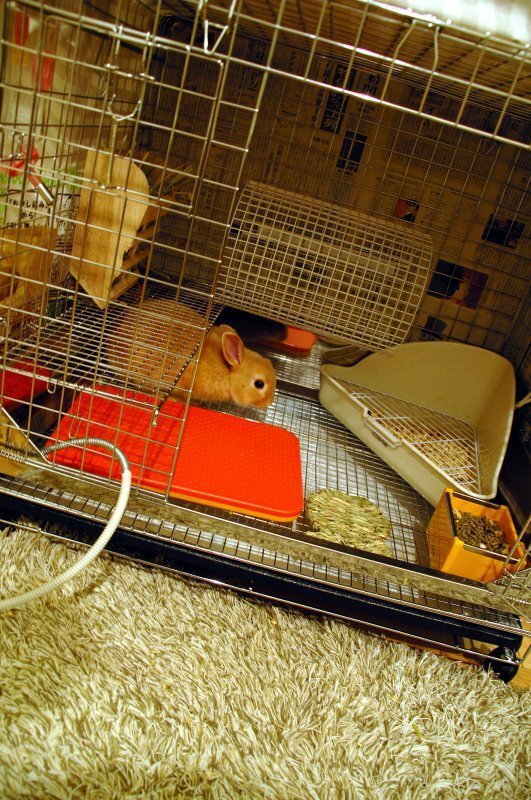 ネザーランドドワーフ みるくの写真 - dsc_8590.jpg