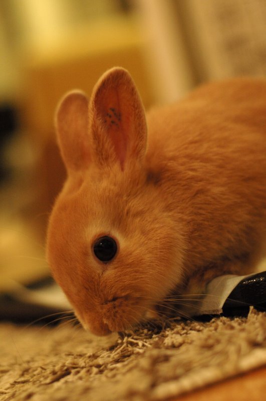 爪切りはおとなしかったよ！