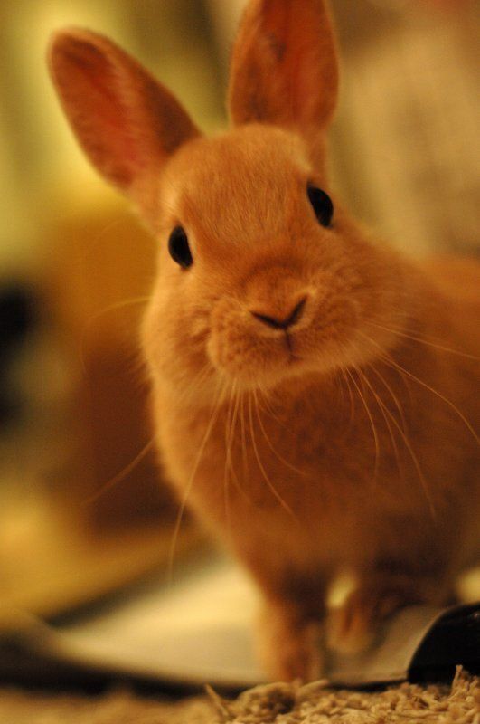 あしたはドキドキの爪切り。