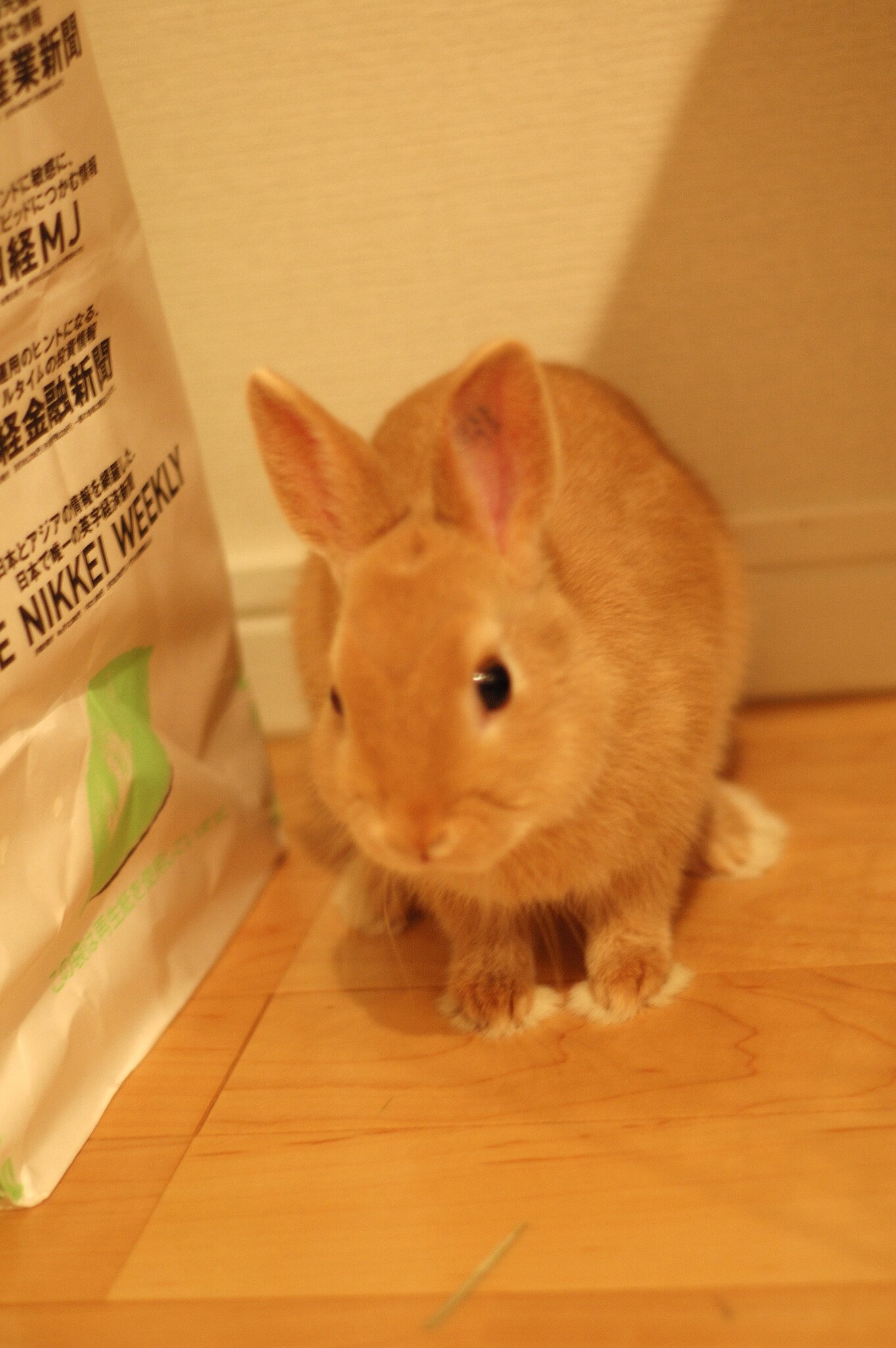 ネザーランドドワーフ みるくの写真 - dsc_90071.jpg