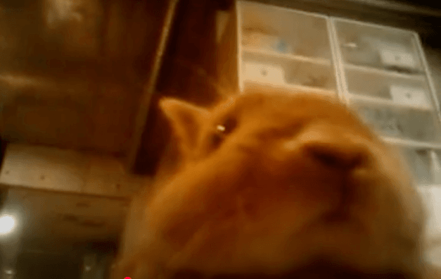 下からだとかわいさ100倍