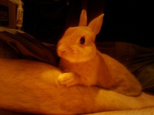 ネザーランドドワーフ みるくの写真 - wpid-2010-09-17-21.25.07.jpg